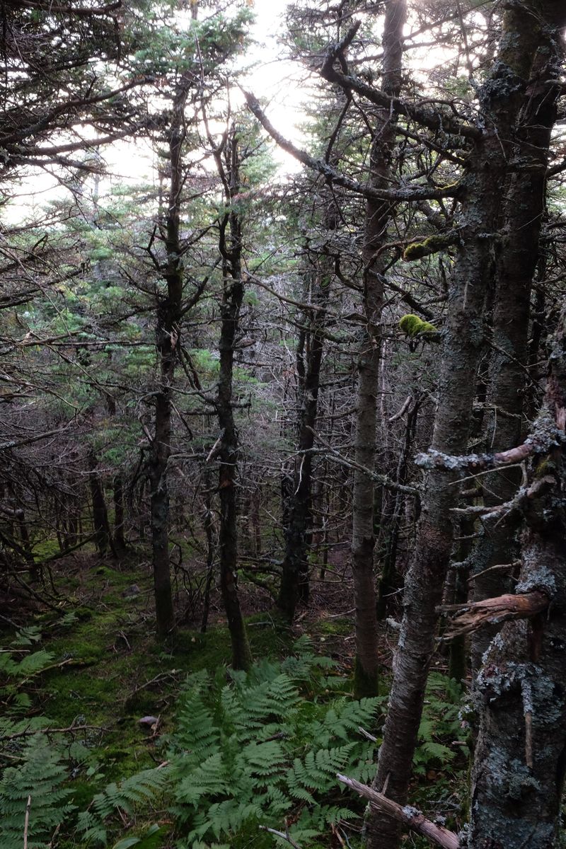 dark_trees_descent