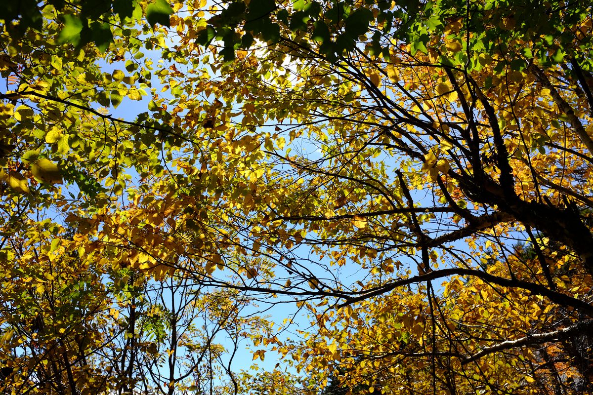 fall_leaves
